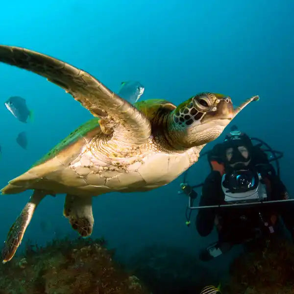 Green sea turtle swimming with outstretched flippers.