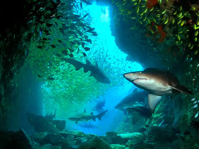 Shark swimming among schools of smaller fish.