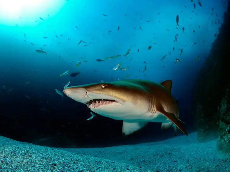 Tiger shark swimming with its mouth slightly open.