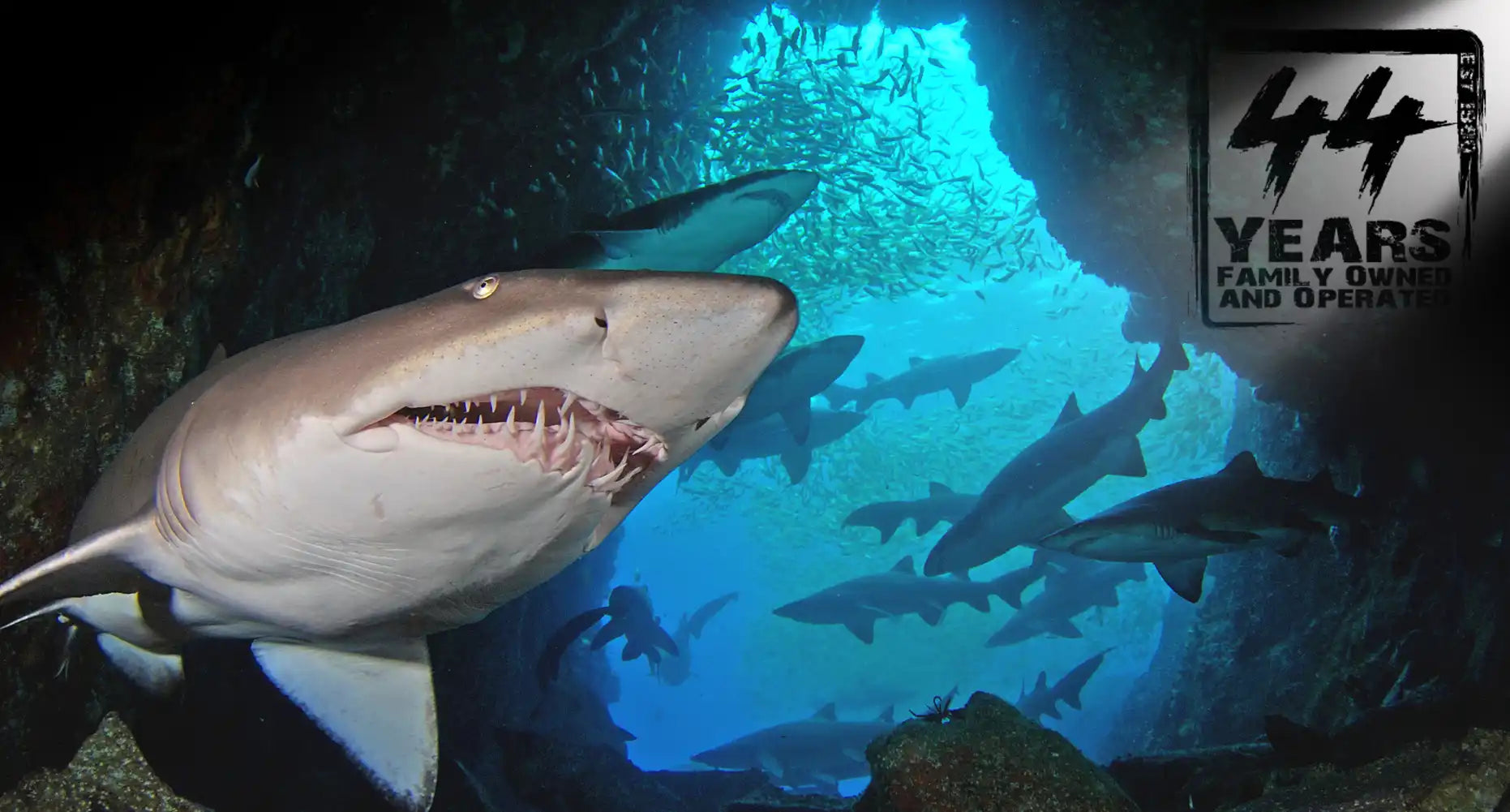 Bull shark swimming with its mouth partially open, showing its teeth.