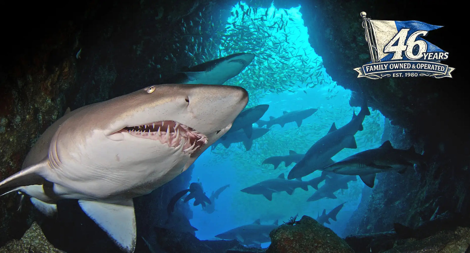 A grayish-brown shark with a wide-open mouth revealing sharp teeth swims through an underwater cave, surrounded by other sharks and schools of fish.