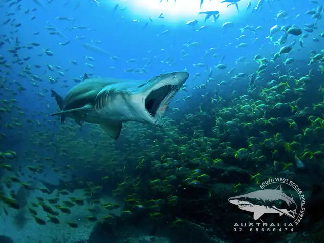 Great white shark with its mouth open swimming among fish.