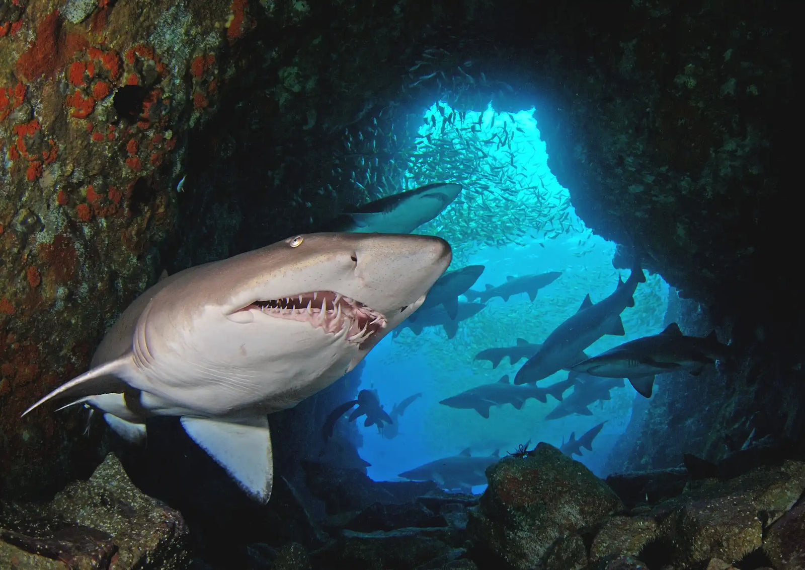 A grey shark with exposed teeth swimming near rocky formations.