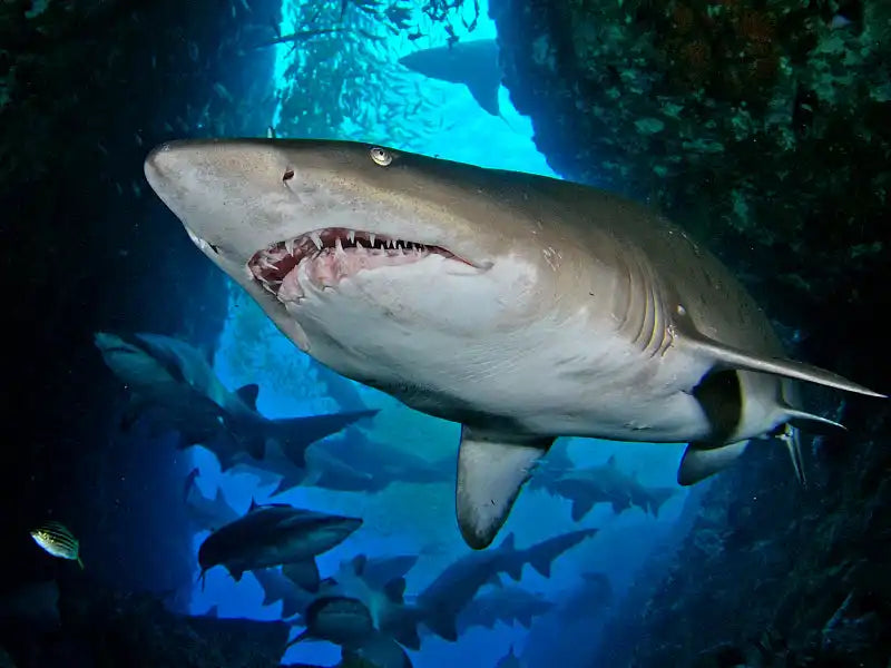 Grey shark with visible rows of sharp teeth swimming.