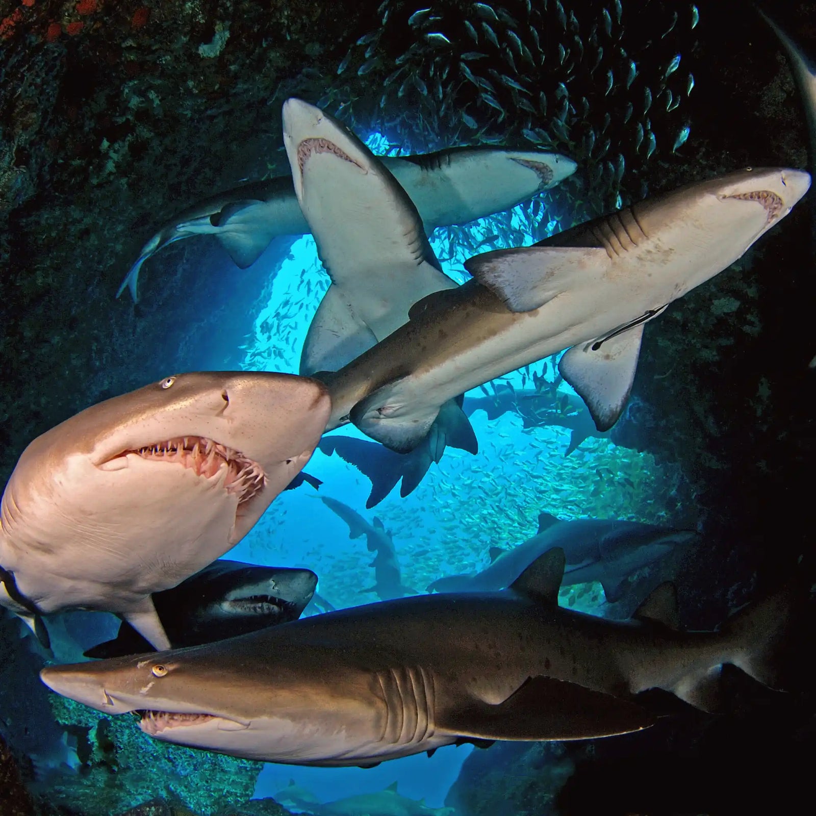 Multiple sharks swimming together in close proximity.