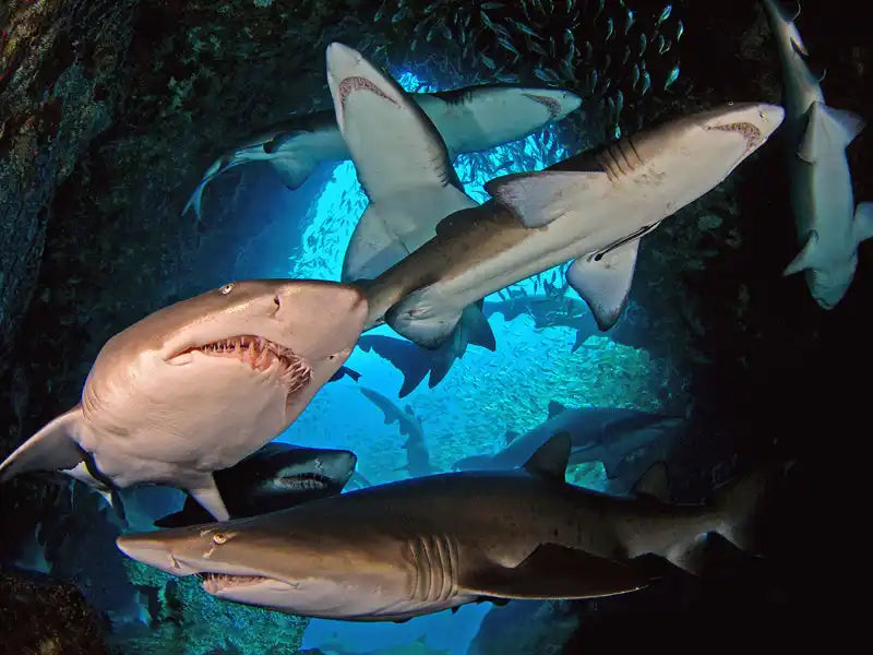 Multiple sharks swimming together in close proximity.