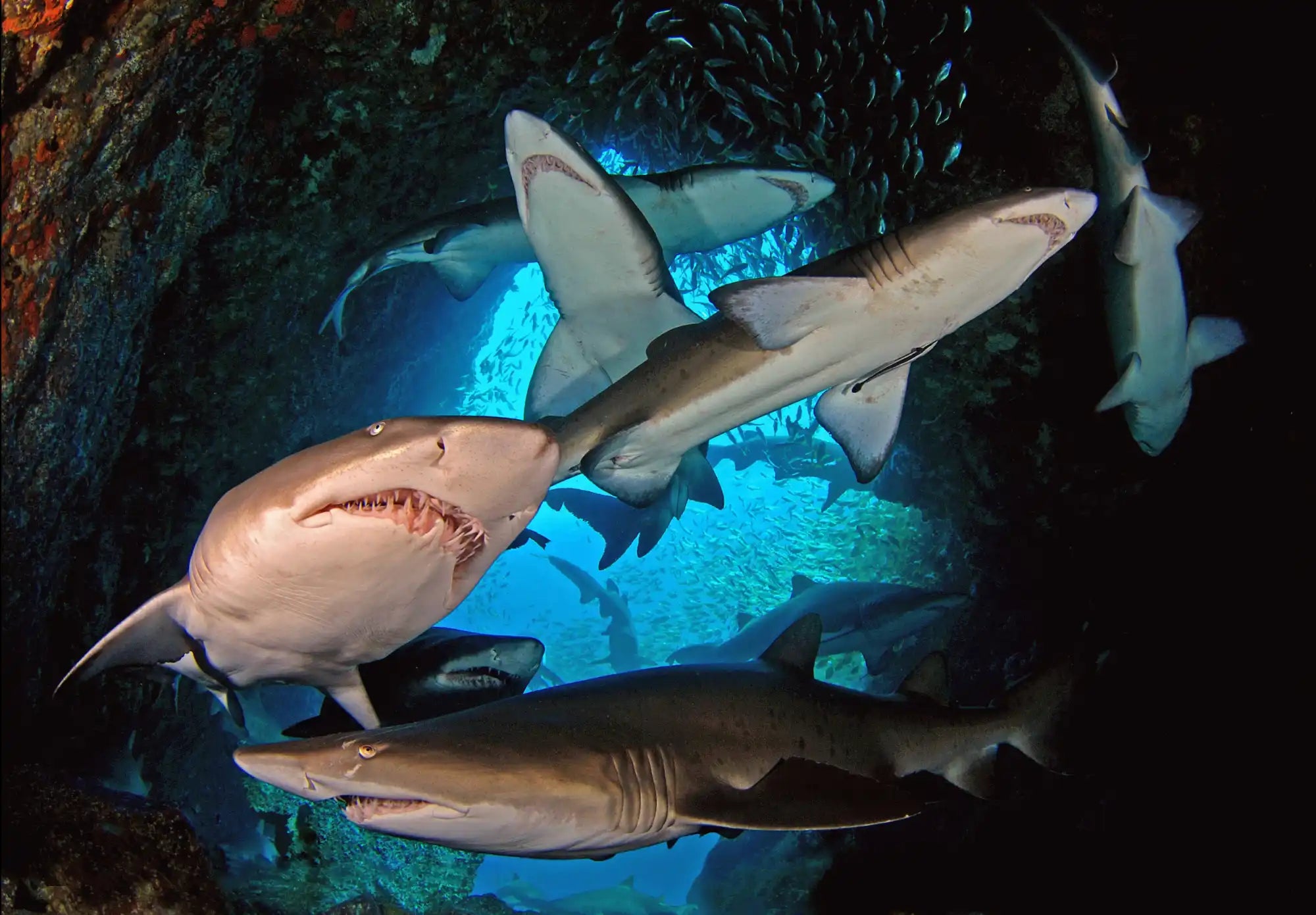 Multiple sharks swimming with their mouths open, showing their teeth.