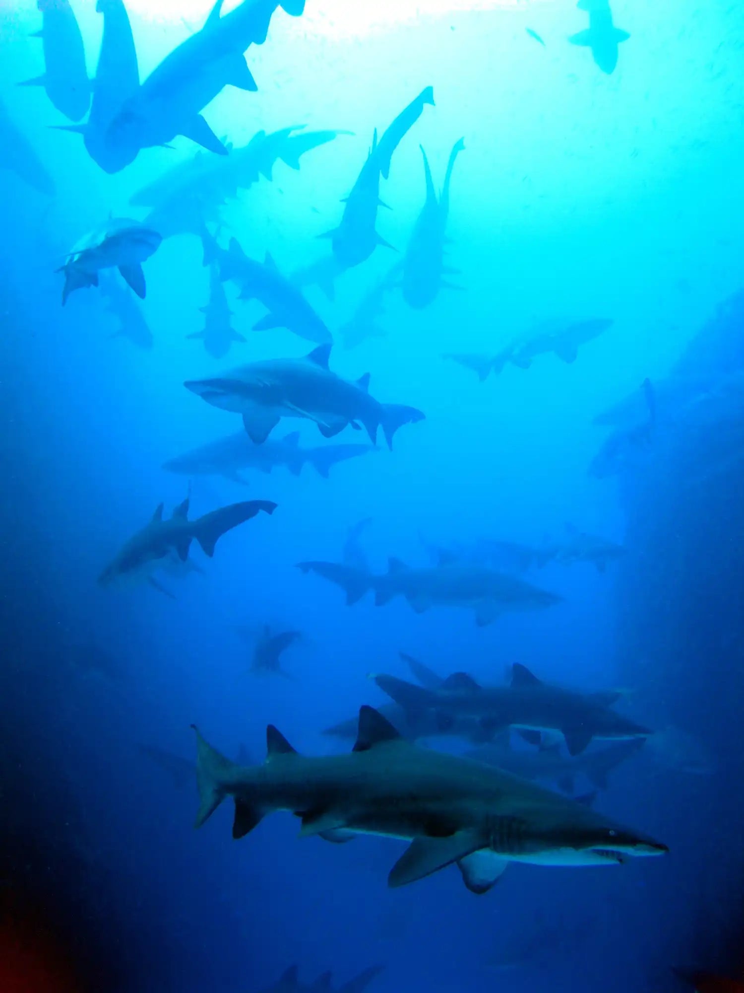 Multiple sharks swimming in silhouette against blue water.