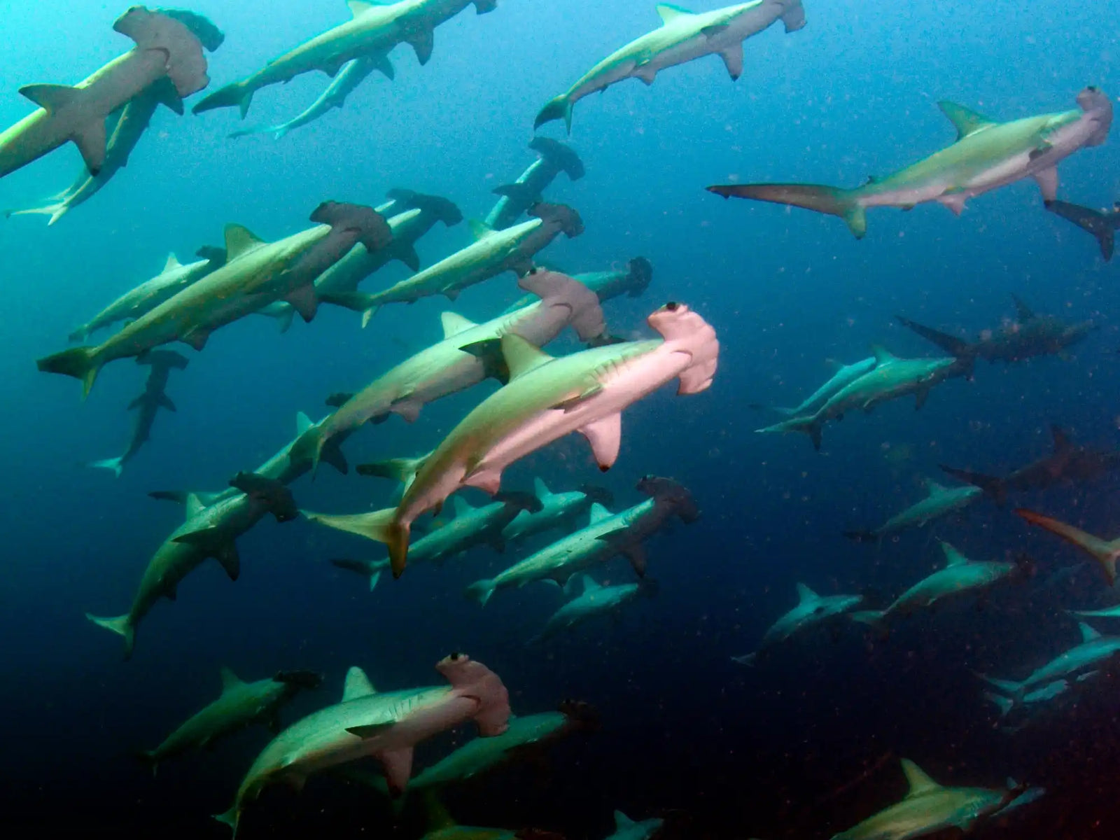 A school of hammerhead sharks swimming together.