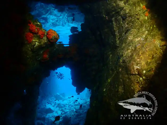 Shark silhouette logo or watermark in the bottom right corner.