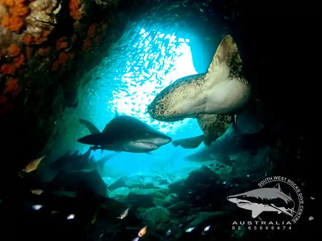 Two sharks swimming through an underwater cave opening.