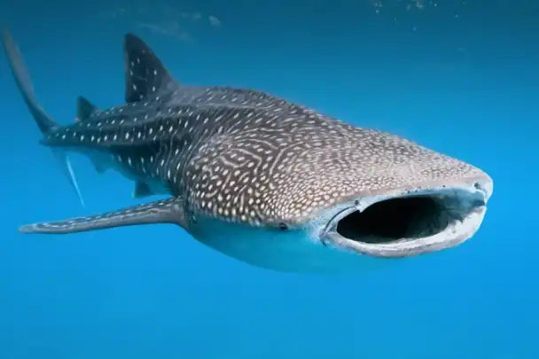 A whale shark swimming with its mouth open.