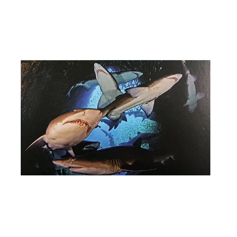 SWRDC Postcard - Cave - Postcards