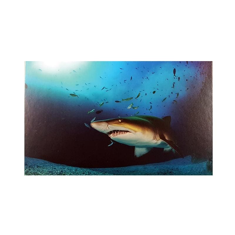 SWRDC Postcard - Shark - Postcards